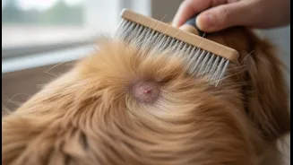 Regular Brushing Can Help Spot Skin And Coat Problems Earlier