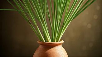 Charming Lemongrass Stalks Terracotta Decor Sparks Aesthetic Natural Bug Repellent