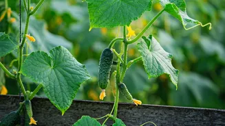 Cucumber Vines Are The Summer Garden Mood