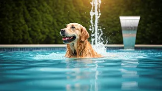 Weekend Summer Getaway Essential: Verified Pet Boardings With Splashing Pools