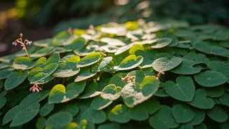 Conquer Weeds with Epimedium: The Expert's Choice for Lush, Low-Maintenance Groundcover