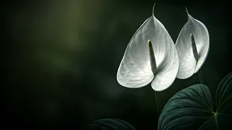 Propagating Exotic White Anthuriums Trends Across Indian Gardening Communities