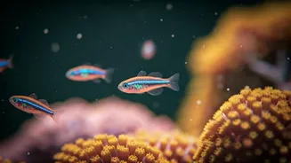 Ocean's Miniature Marvels: 5 Astounding Fish Under One Inch You Won't Believe Exist