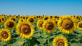 Summer Flowers Are The New Travel Motivation