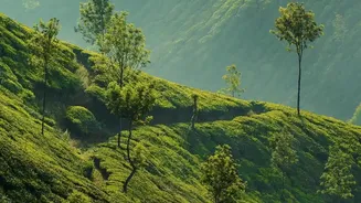 Scenic Chikmagalur Plantation Stays Perfect For Rain-Soaked Weekend Road Trips