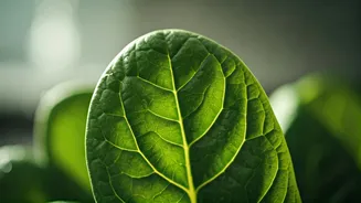 Normalize High Blood Pressure in 8 Weeks with a Simple Diet Swap