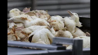 Bird Flu Alert Near Bengaluru: Containment Zones Set Up After H5N1 Detected in Hesaraghatta