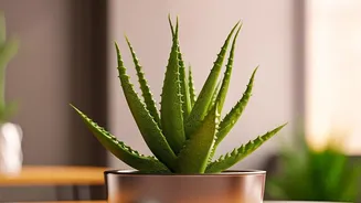 Why Less Water Can Sometimes Mean Healthier Indoor Plants