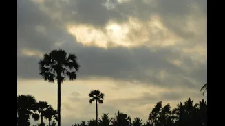 How El Niño Impacts Palm Oil Prices and India's Edible Oil Market