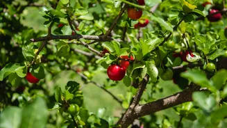 Quer ter um pé de acerola no quintal? Veja estas dicas