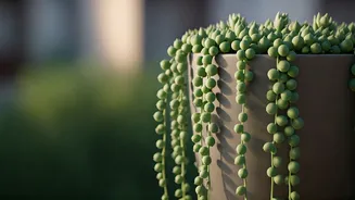 Vibrant String Of Pearls Succulents Offer The Ultimate Balcony Upgrade