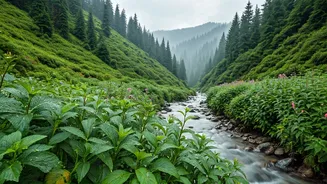 Monsoon In Sikkim Is Pure Mountain Bliss