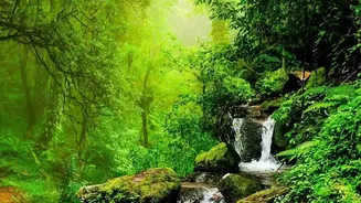 How To Driver Safely From Bangalore To Agumbe During Monsoon Rainforest Seasons
