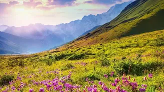 Neelakurinji Plucking Can Mean a Fine and Possible Jail Term