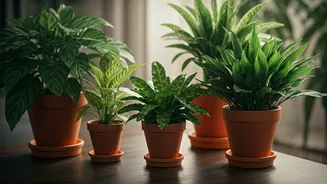 Monsoon Plants Are The Low-Maintenance Flex