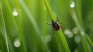 Ticks Are Back With Rainy Walks Now