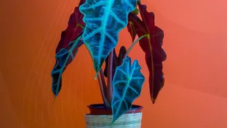 Why potted plants and handmade artisan gifts are replacing plastic festive boxes this year