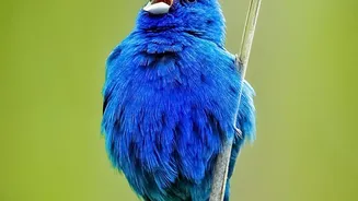 Researchers Identify Eight Motifs Without Reducing Birds to One Song Style