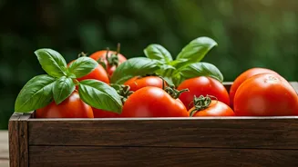 Tomatoes And Basil Make Home Gardens Useful