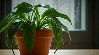 Rainy Season Brings New Challenges For Plant Lovers