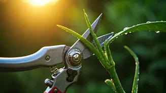 June Plant Care Starts With Clean Cuts