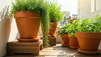 Balcony Gardens Need Tilted Pots And Airflow