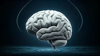 Why Deep Recovery Cycles Are Essential For Daily Brainpower