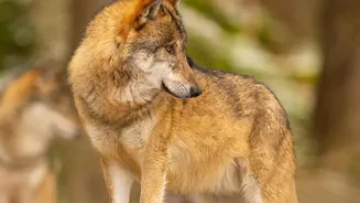 Europe's Wolf Comeback Benefits Guides, Lodges and Remote Communities