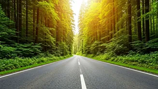 Young Travellers Want Forests Without Flight Costs