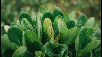 Monsoon Gardening Means Learning When Not To Water Your Plants