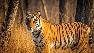 India's Best Tiger Parks To Visit This Winter