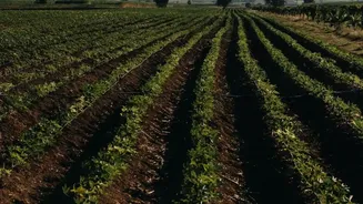 MPKV Researchers Standardise Strawberry Practices for Mahabaleshwar Conditions