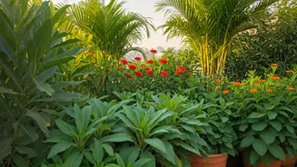 Native Plants Are The Secret Behind Healthy Terrace Forests