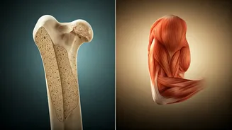 Beyond 30: Combating Age-Related Muscle and Bone Loss for a Healthier Future