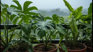 Why monsoon season demands strict watering schedules to protect balcony tropical plants