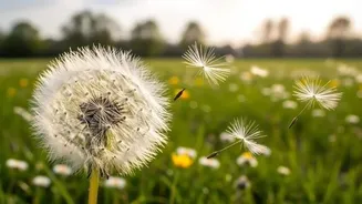 How to grow dandelions indoors