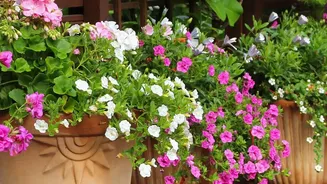 Porous Terracotta Olla Pots Keep Balcony Garden Soil Hydrated During Humid Dry Spells
