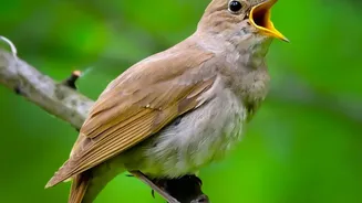 Songbird Music Can Be Grouped Into Eight Acoustic Elements, Study Finds