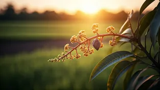 Mango Season's Hopeful Start Dashed by Unexpected Bloom Decline