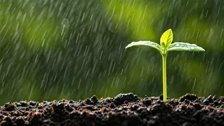 Beginner Gardeners Should Use The Rainy Season