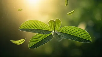 Unlocking the Secret Power: 5 Astonishing Health Advantages of Guava Leaves You Didn't Know!