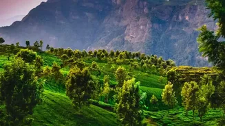 The Nilgiris Protect a Rare Natural Spectacle With Serious Penalties