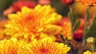 Flowering Marigolds Chrysanthemums And Winter Spinach Thrive In Cool October Indian Weather