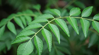 17 Hair Secrets: Indian Women's Guide to Strong, Full Growth