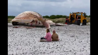 Baleia Timmy, que comoveu a Europa, terá gordura transformada em biodiesel