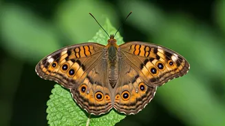 Butterfly Eye Spots: A Tale of Adaptation