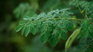 The Rise of Moringa: India's Superfood Secret
