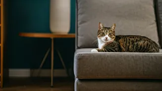 Mumbai Edges Out Delhi And Bengaluru In Cat Ownership