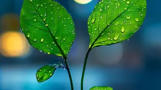 Why Flooded Urban Soils Need Microbial Inoculation To Support Plants After Heavy Rains