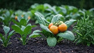 Monsoon Kitchen Gardens Are Easier Than You Think